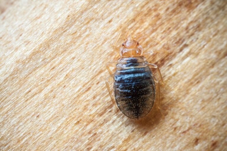 The Evolution of a Bed Bug