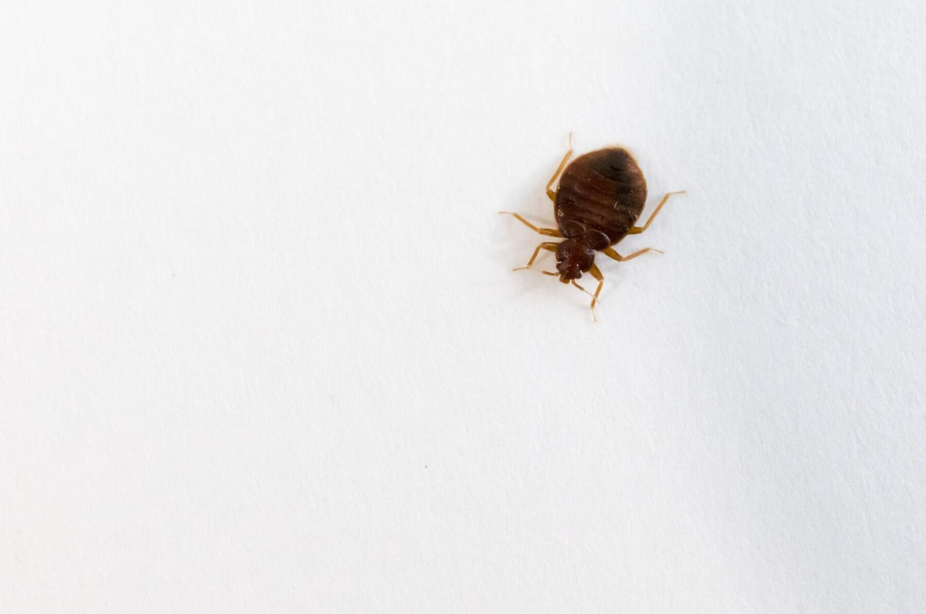 Top view of a bed bug on white background