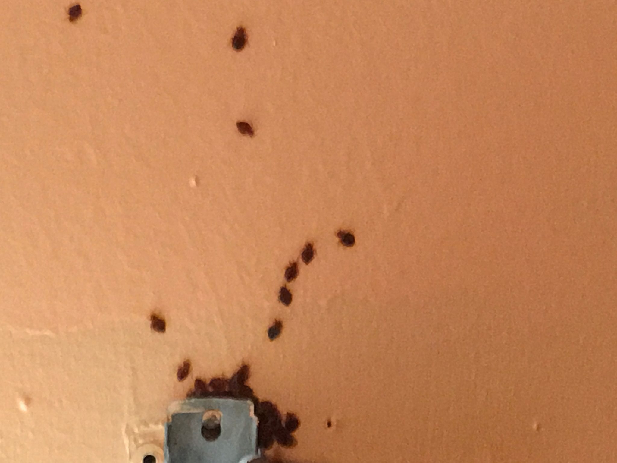 Bed bugs on wall