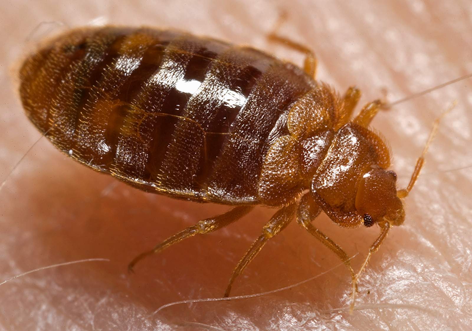 Very close up shot of bed bug
