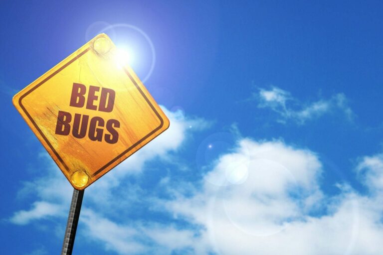 Bed Bug FAQs