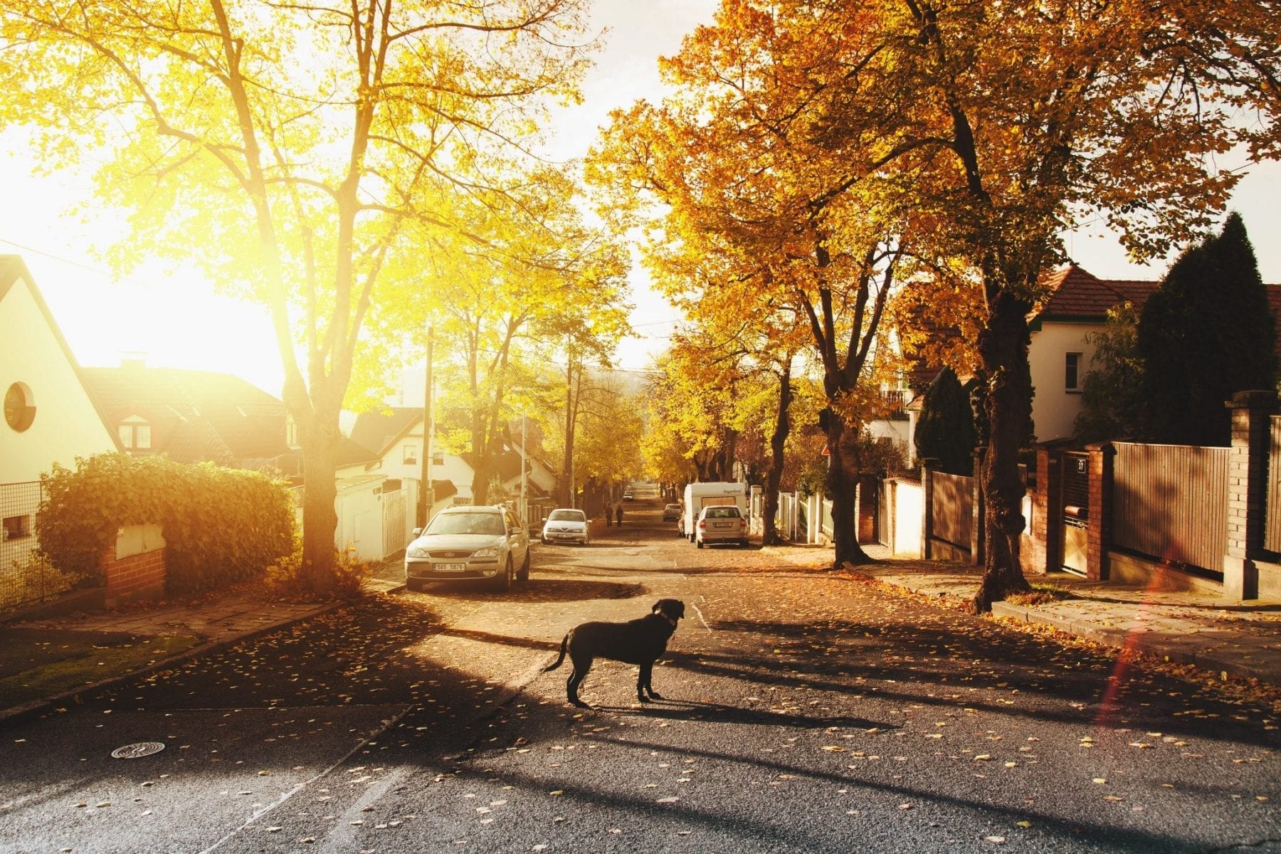 Dog in middle of street during fall