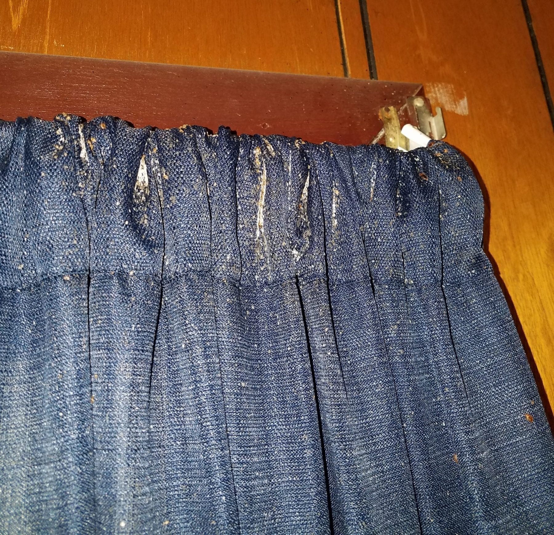 Bed bugs in linings of blue curtains