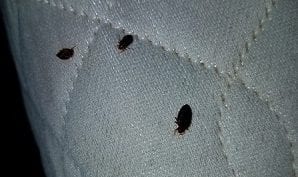 Does Cimexa Kill Bed Bugs & Is It Safe?