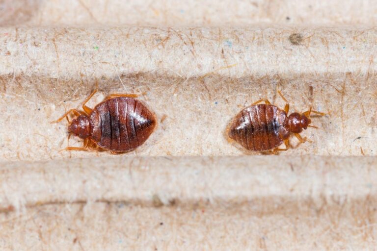 What Is A Bed Bug?