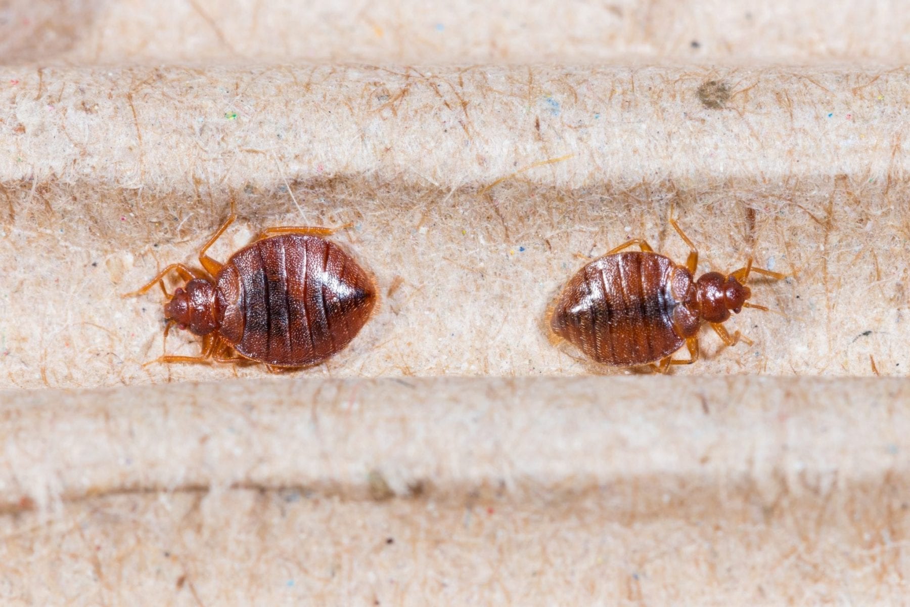 Close up adult cimex hemipterus on corrugated recycled paper, bedbug, blood sucker