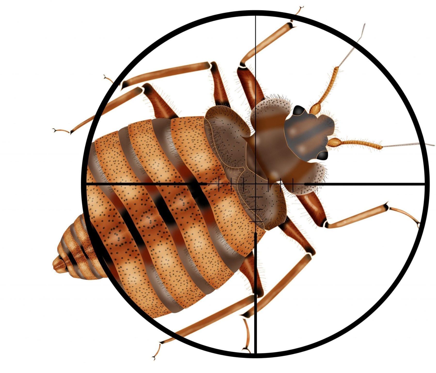 Bed bug in gun crosshairs