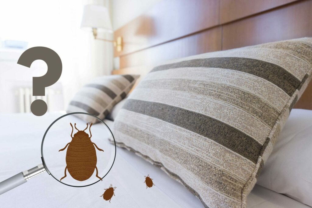 Bed bug cartoons on bed