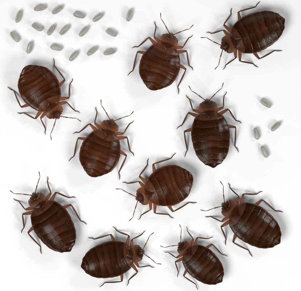 Bed bugs and eggs 3d rendered