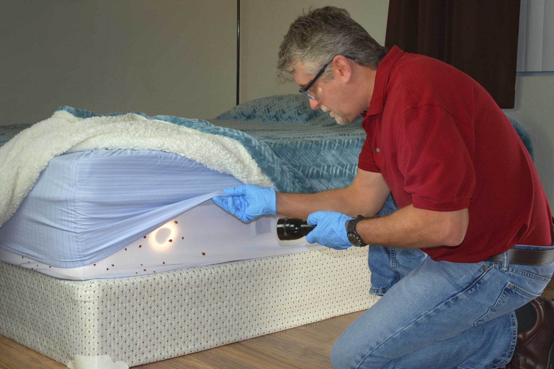 Bed bug infestation on mattress