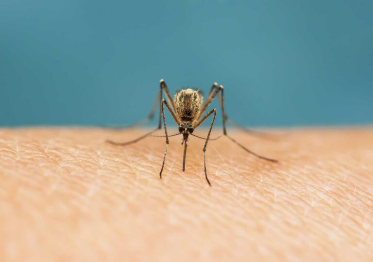 Mosquito Bites vs. Bed Bug Bites