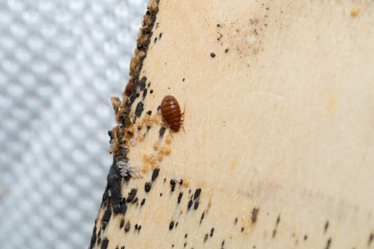 How to Get Rid of Bed Bugs Fast