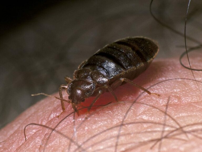 How Long Can Bed Bugs Live Without Feeding?