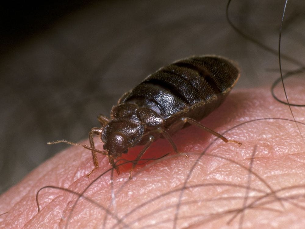 A bed bug feeds on a human's blood.