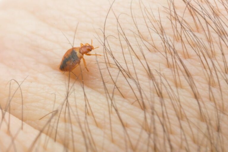 Natural Ways to Get Rid of Bed Bugs