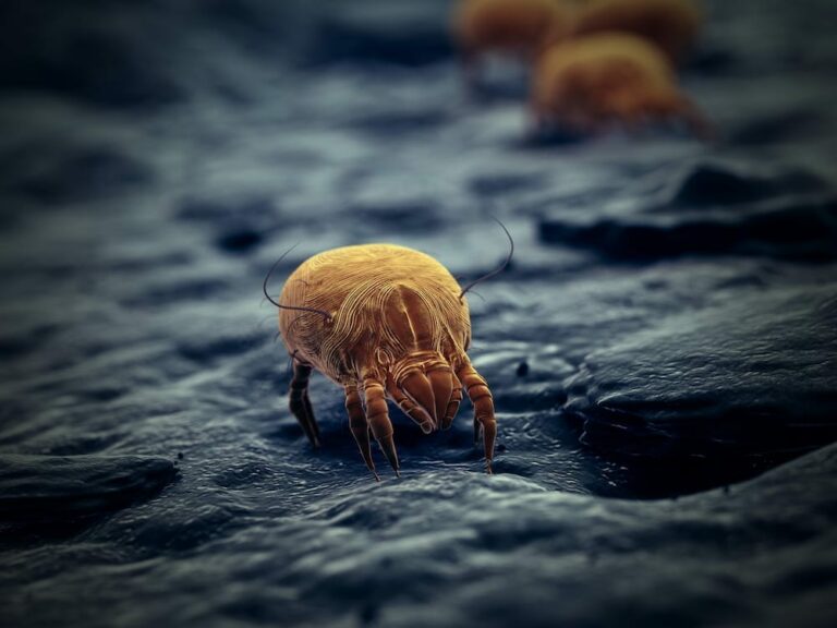 Dust Mite Killer & Bed Bugs