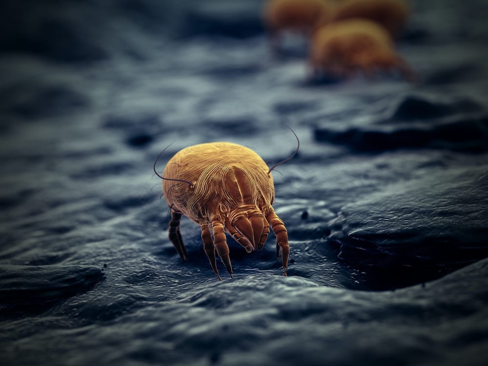 A dust mite crawls around