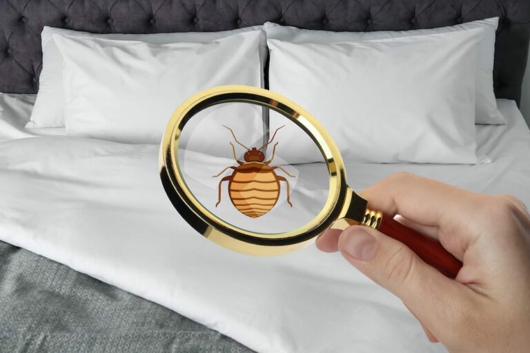 When to Call Bed Bug Experts