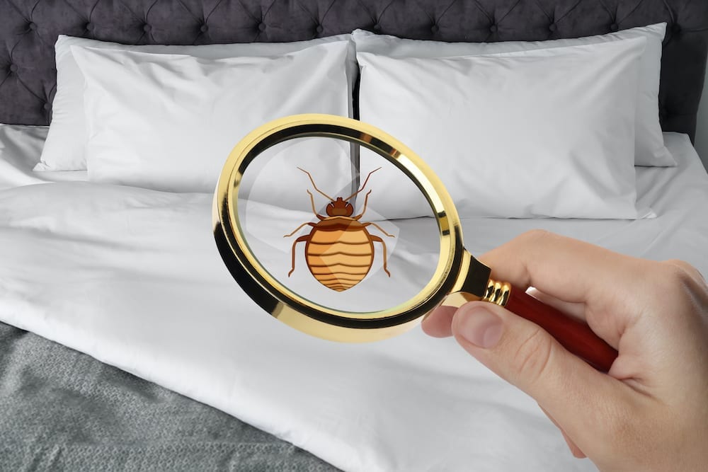 Someone holds up a magnifying glass to a bed and sees a bed bug through it