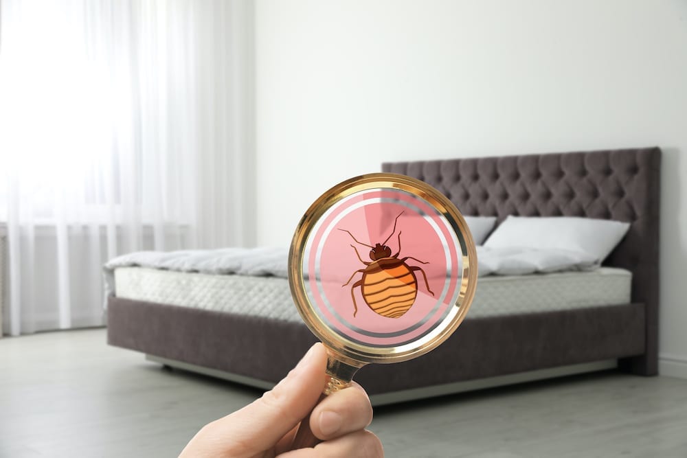 Woman with magnifying glass finds bed bugs.