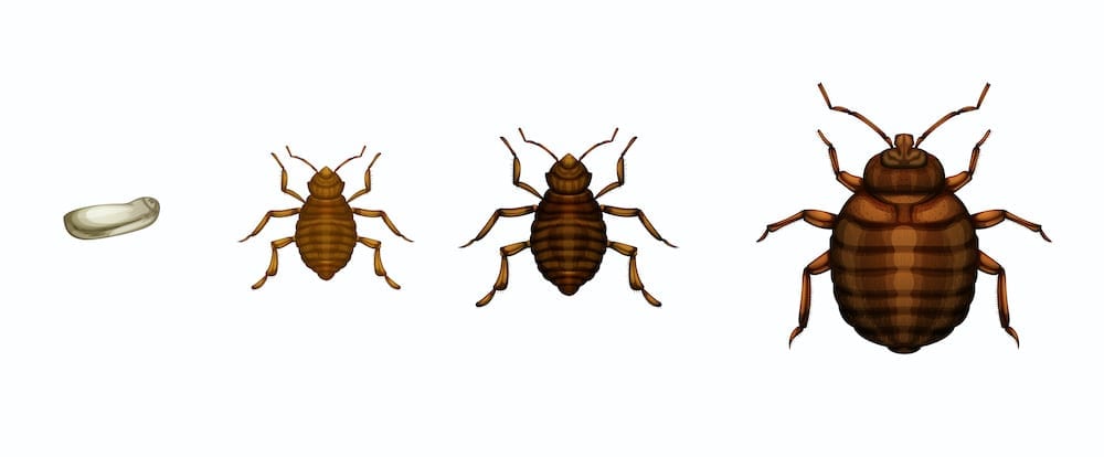 A graphic shows the life cycle of a bed bug and its appearance.