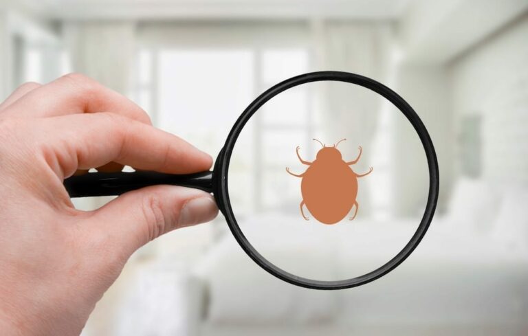 Can I Eliminate Bed Bugs By Myself?