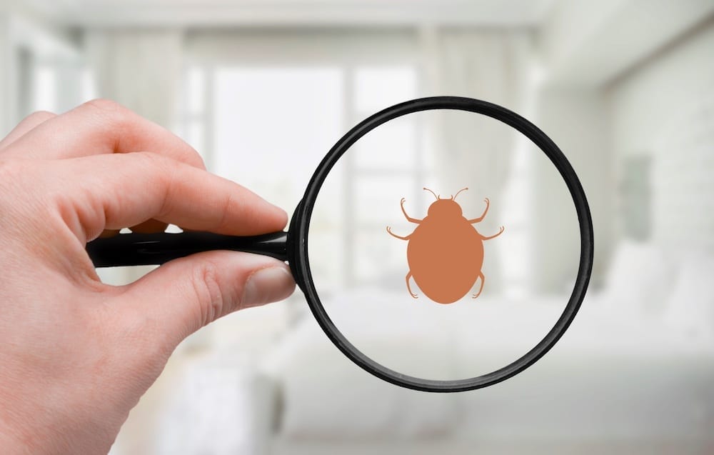 A person holds a magnifying glass and finds a bed bug in it.