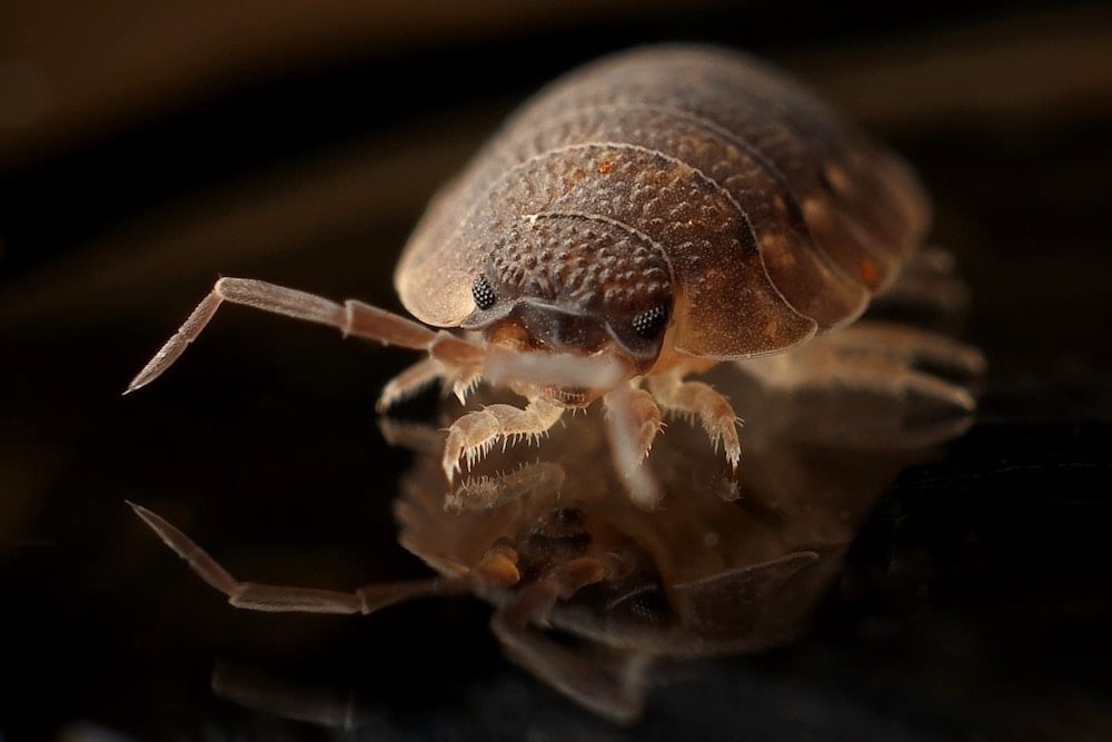 A bed bug, which will die with the use of a bed bug heater.