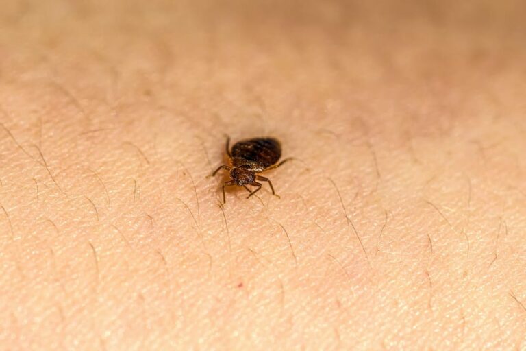 5 Benefits of Bed Bug Heat Treatment