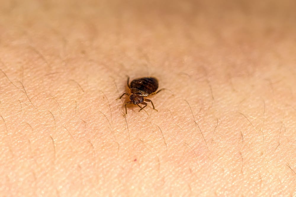 A bed bug before it is killed by bed bug heat treatment.