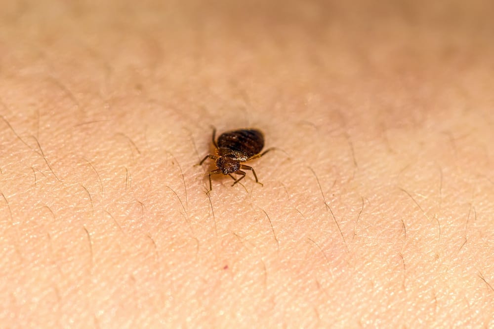 Reliable Bed Bug Solutions NYC