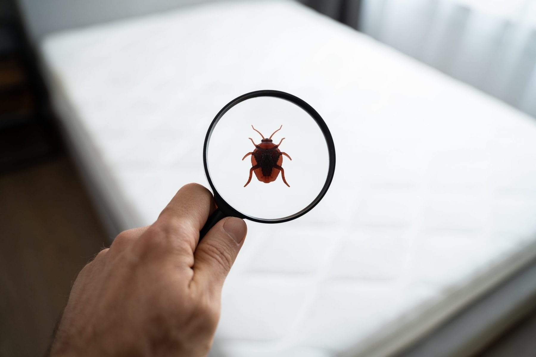 Hand holding small magnifying glass over mattress with illustrated bed bug in lens