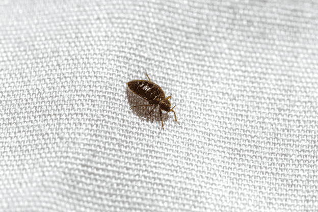 Close up of bed bug on white fabric