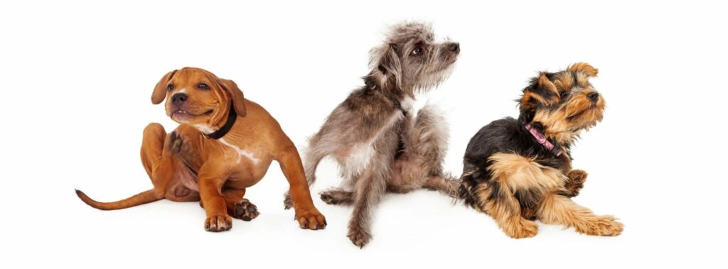 3 small dogs, an orange colored one, and 2 shaggy terriers, sit scratching themselves with a white background.