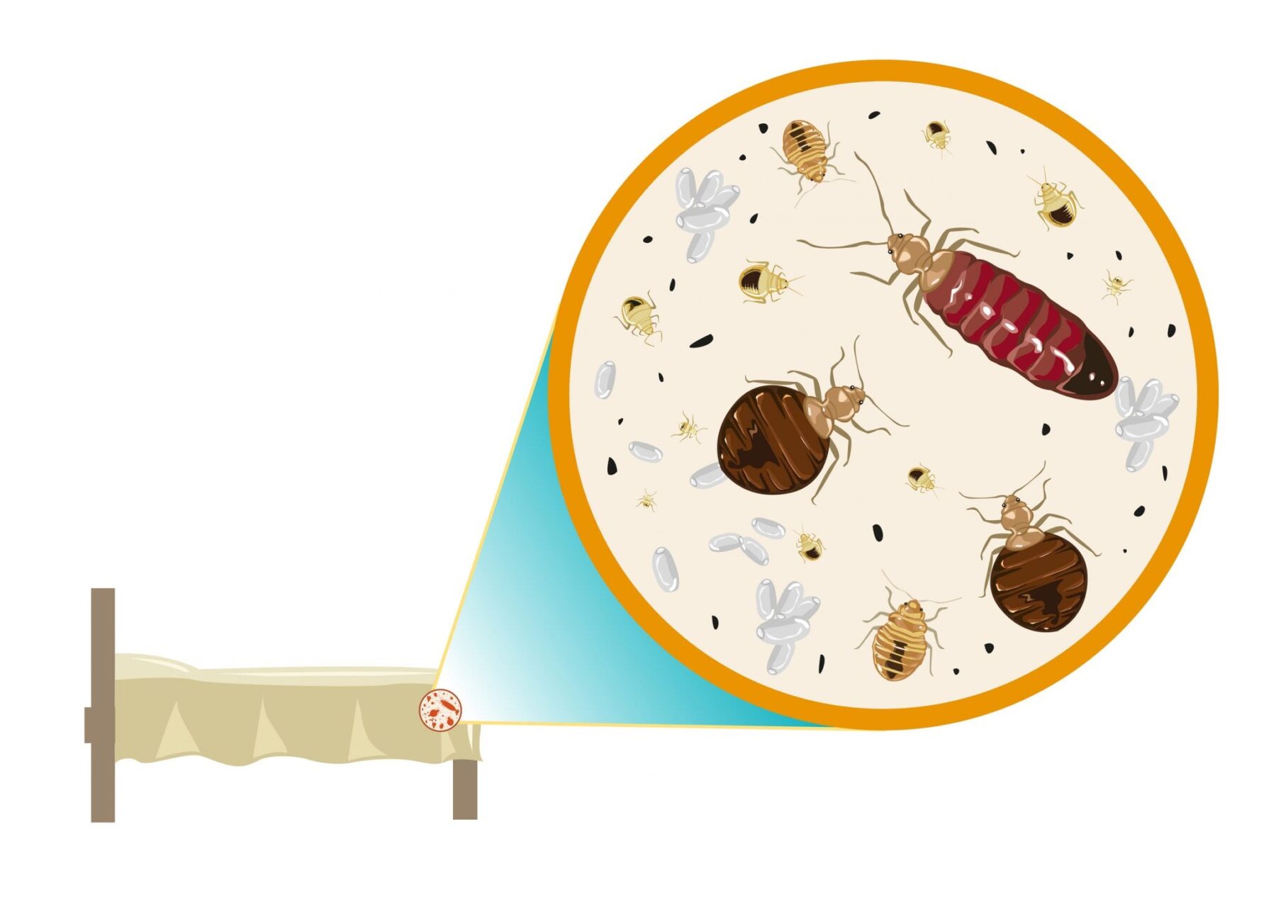Illustration of a small brown bed with white covers and a small red circle with red dots inside, to the right is a large circle showing a zoomed in version of the circle on the bed, with bed bugs in various stages of life: egg, nymph stages, and adulthood.