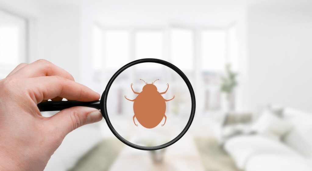 Magnifying glass of a bed bug in a living room