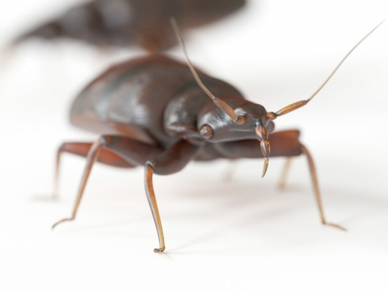 How Big is a Bed Bug Up Close?