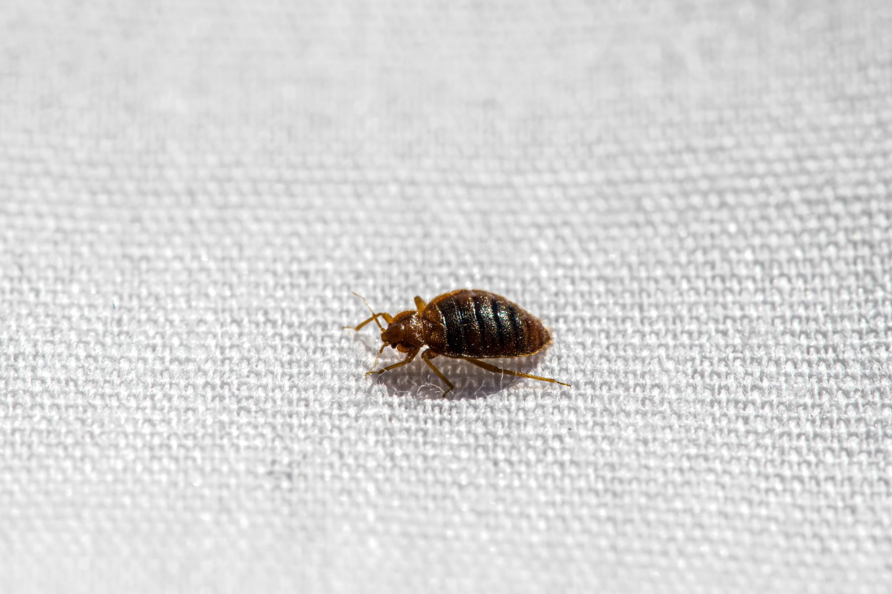 Closeup of bed bug on bed sheet