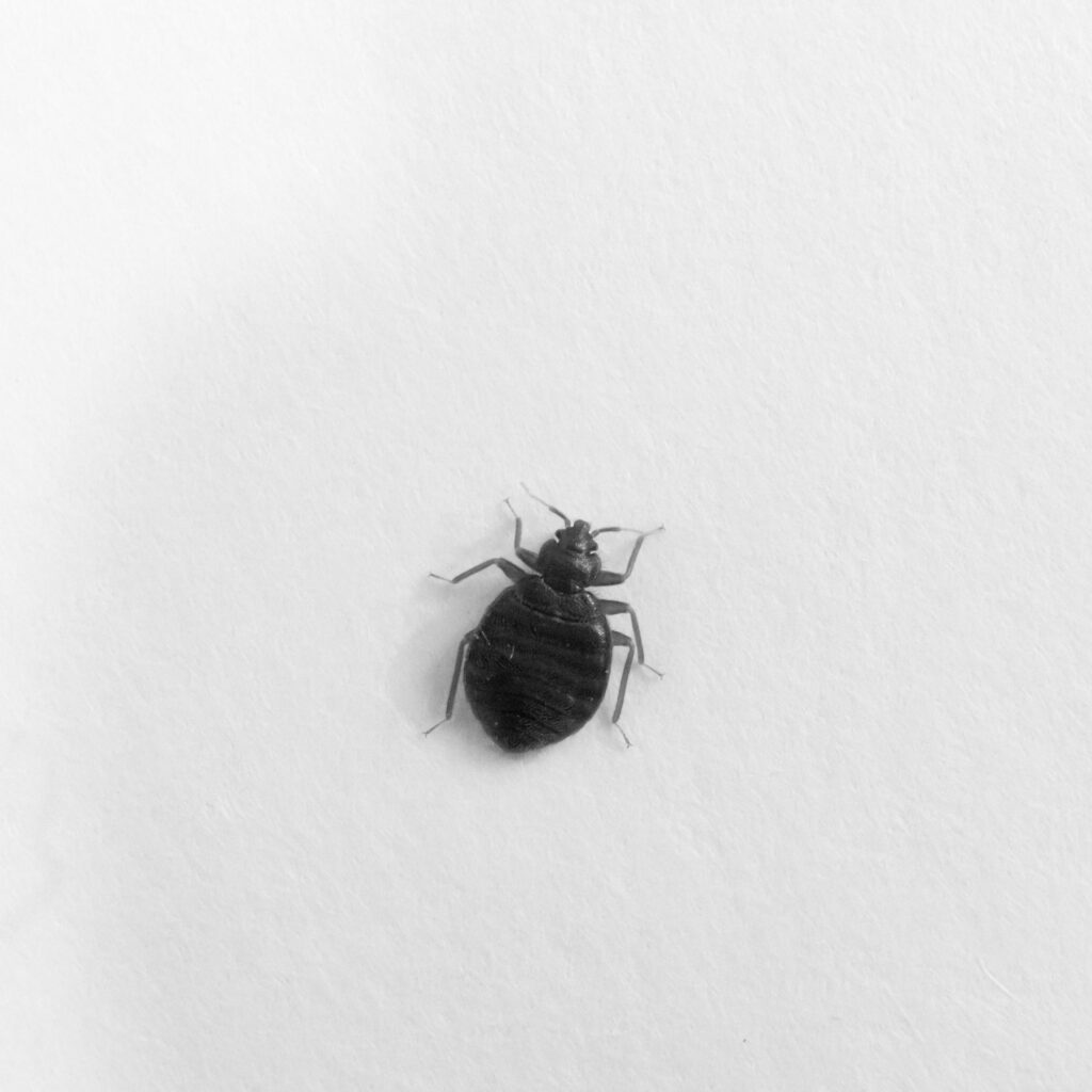 Bed bug on white background