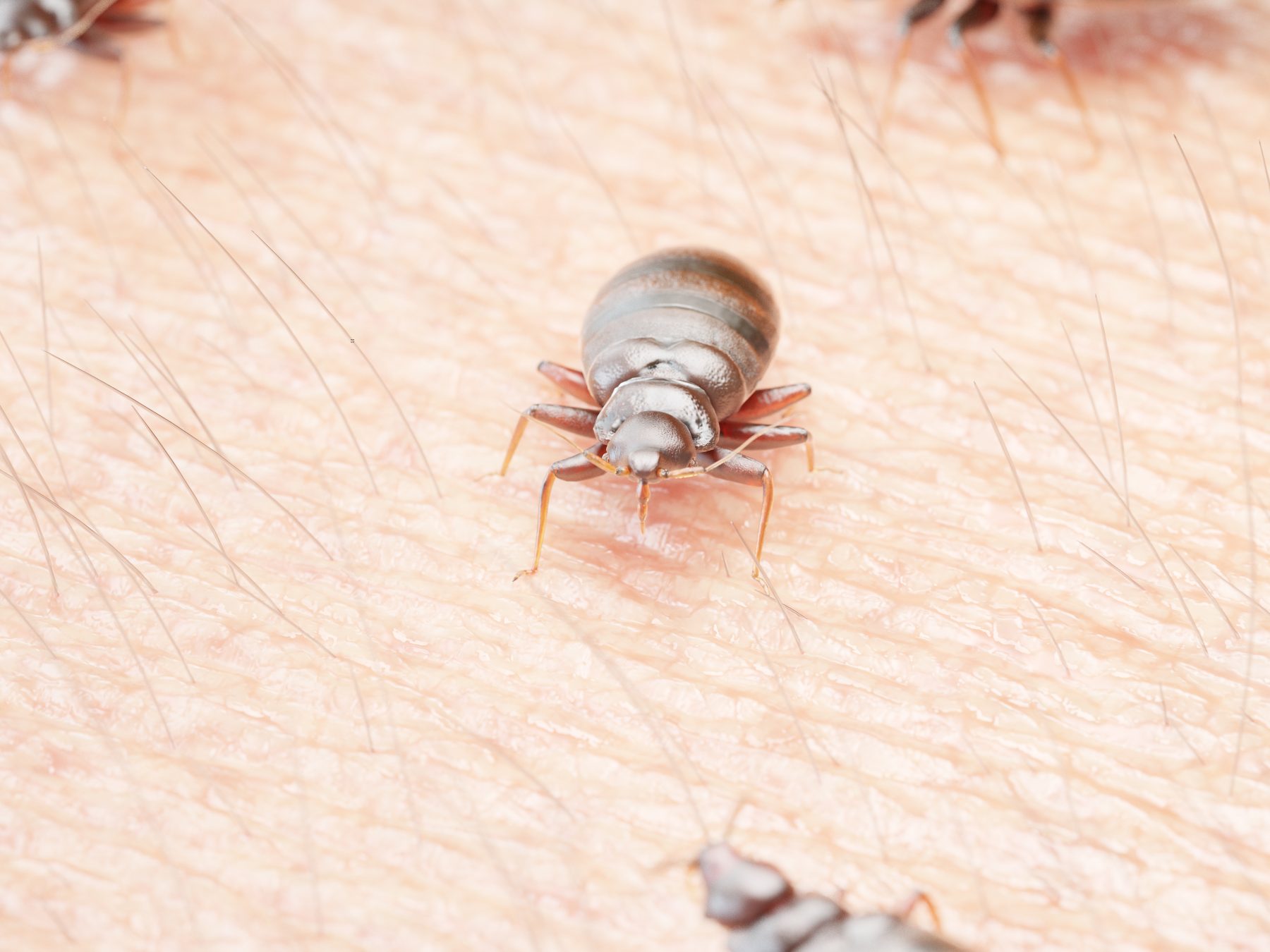 Adult bed bugs on someone's skin