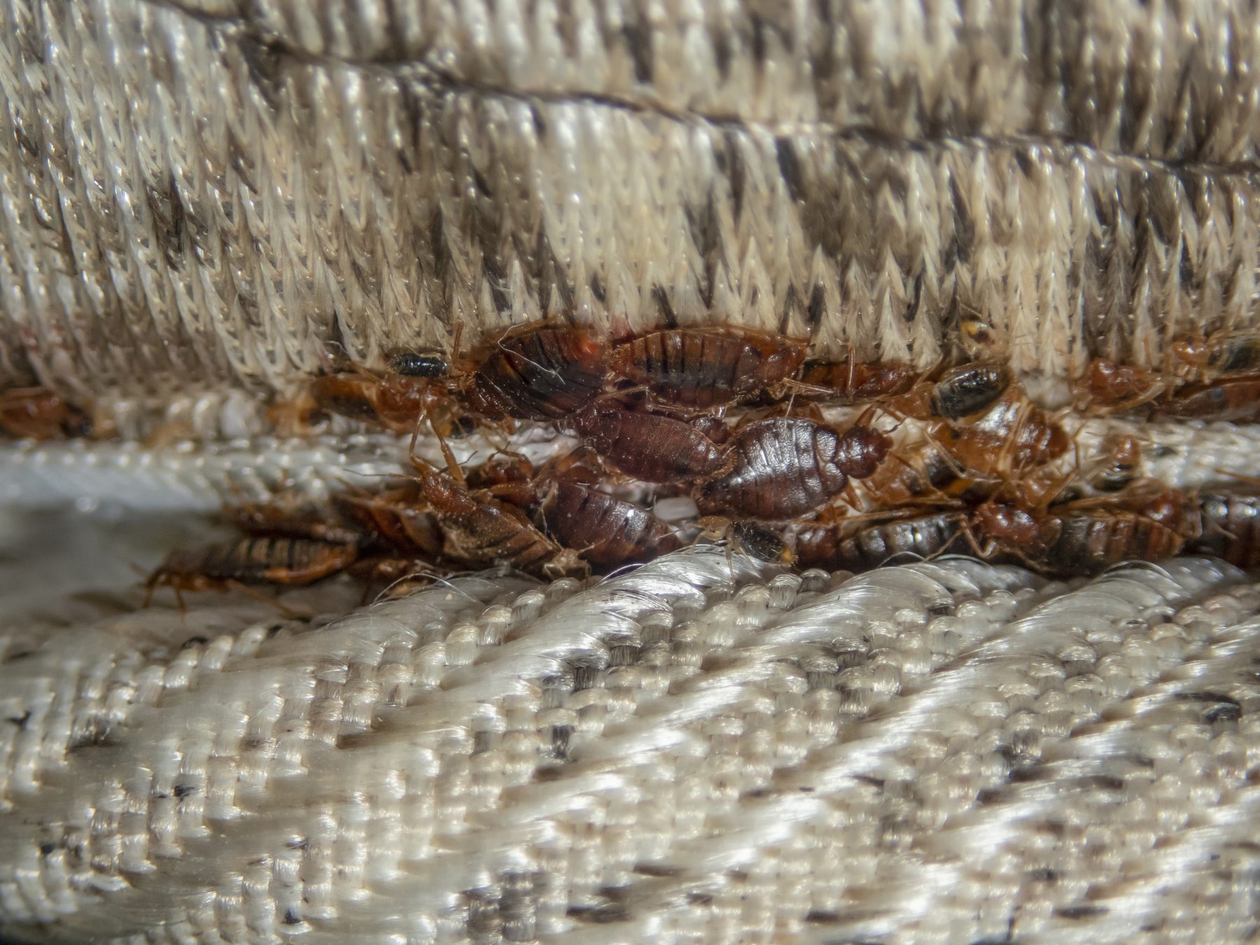 Clump of bed bugs on fabric