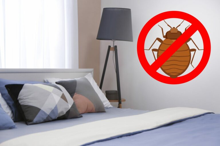 Stop Bed Bugs From Spreading