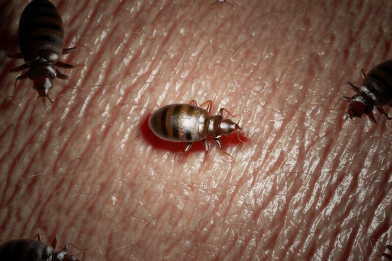 Common Places for Bed Bugs to Infest