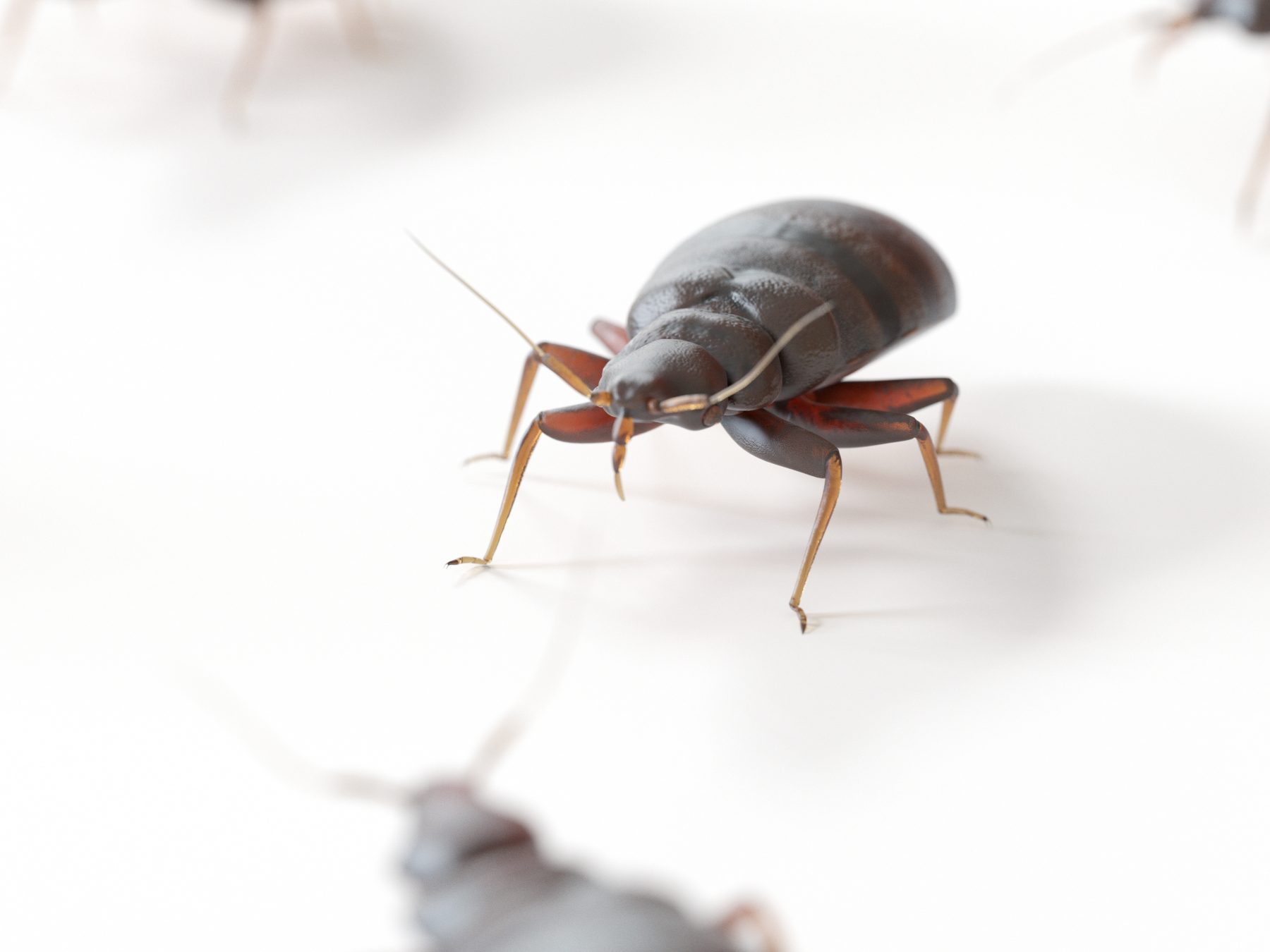 Bed bugs on white background