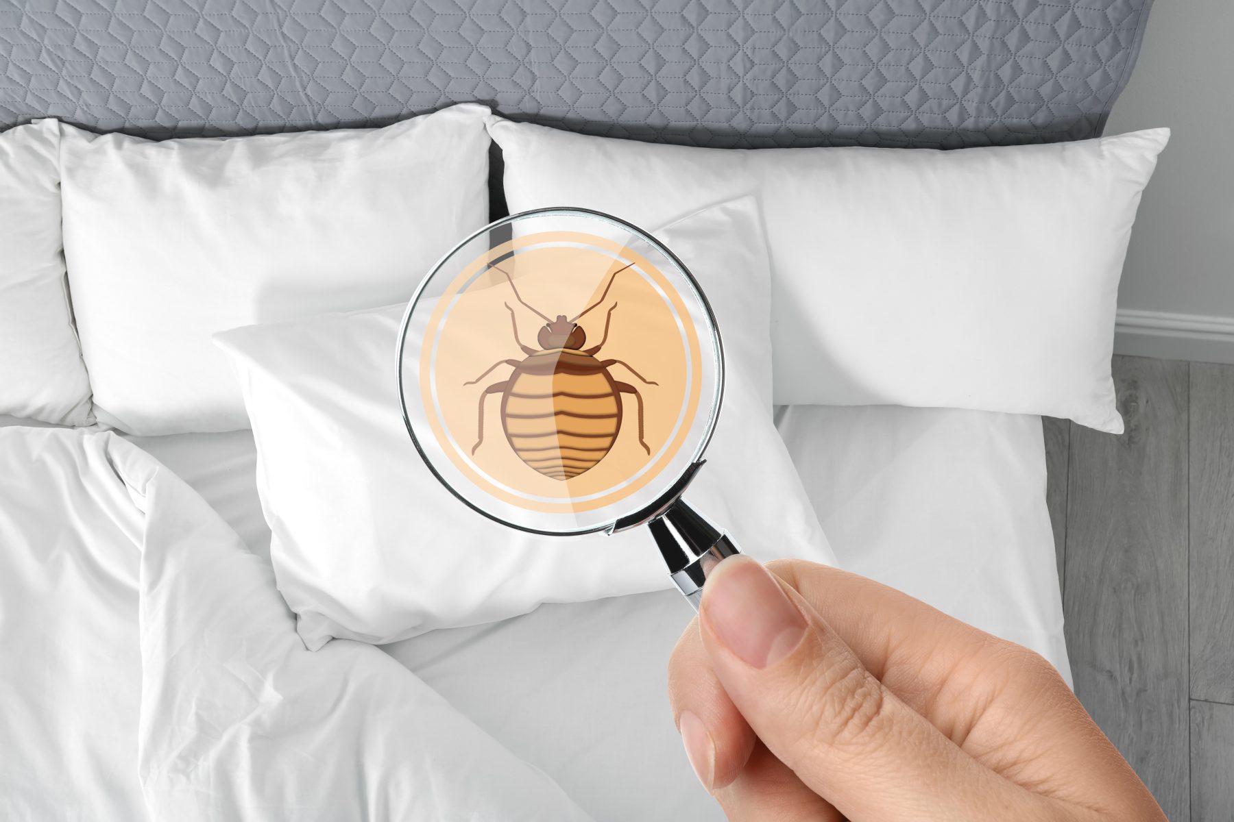 Woman with magnifying glass detecting bed bug