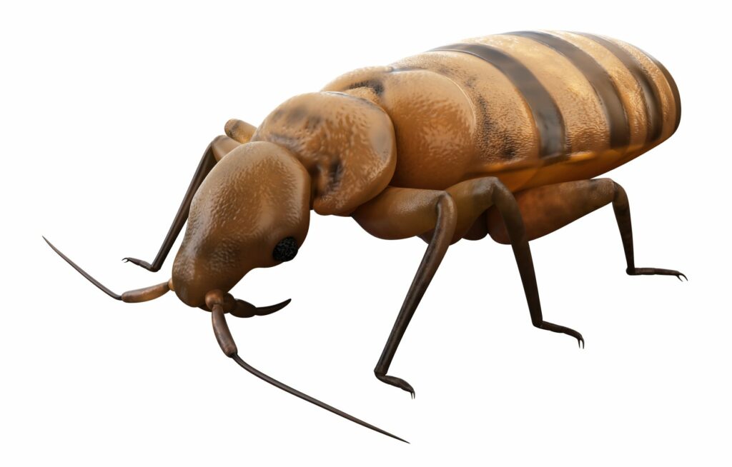 Close up 3D rendering of bed bug