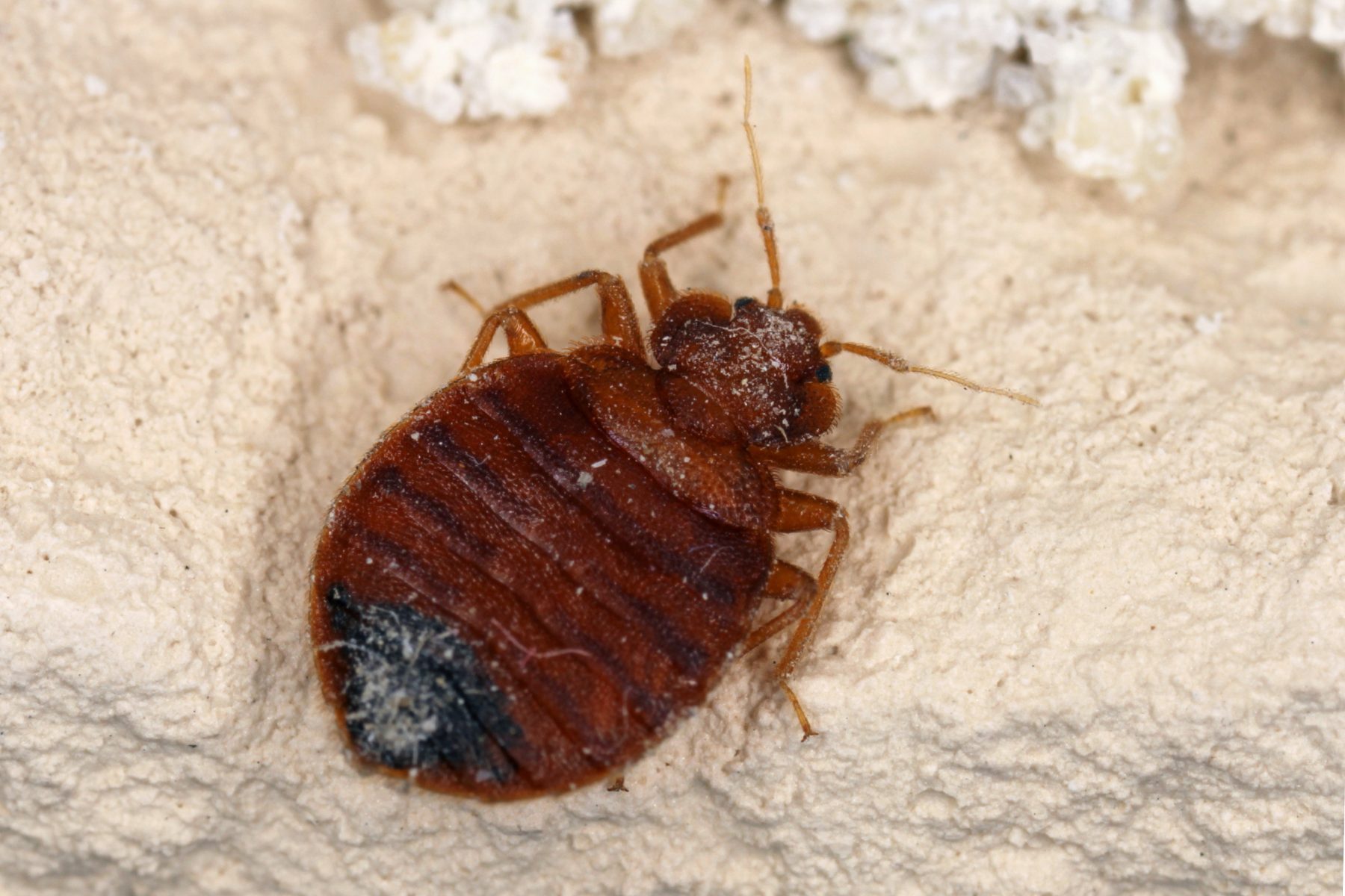 Bed bug close up on a wall