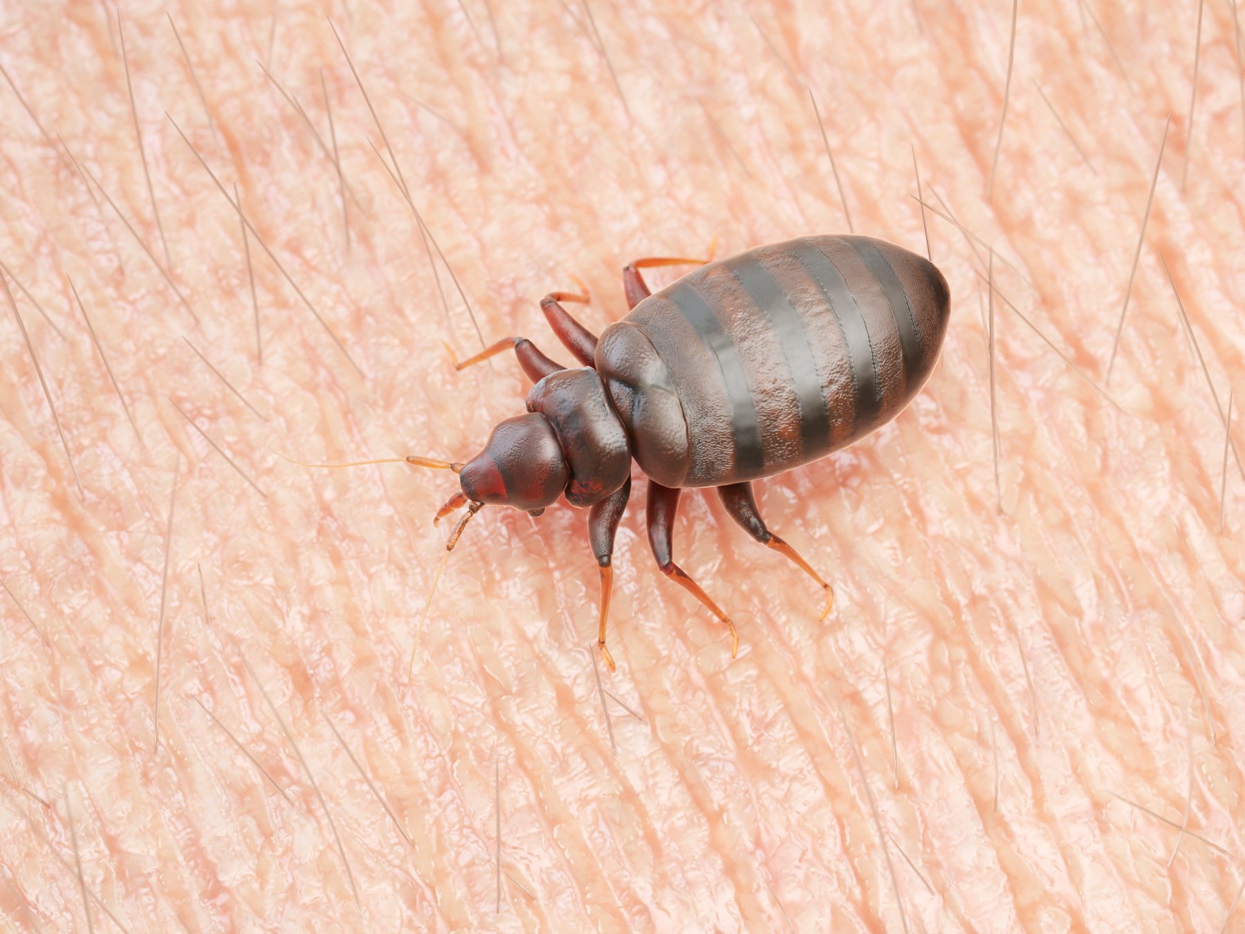 Bed bug on skin