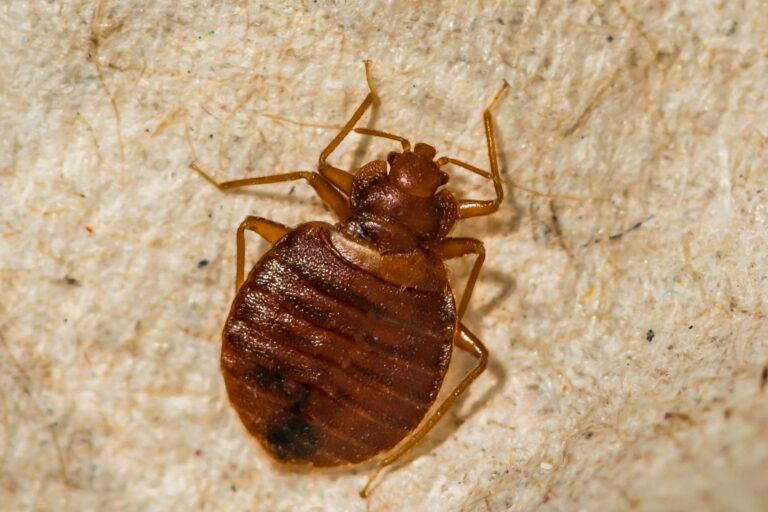Bed bug up close on fabric fibers