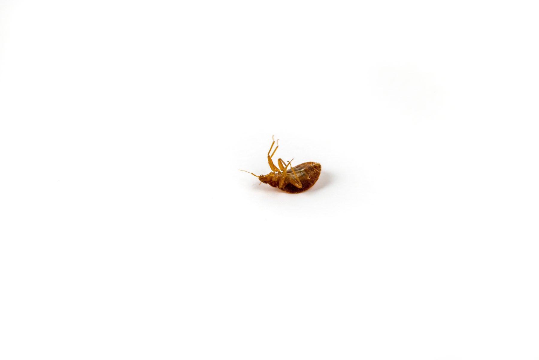 Bed bug upside down still and quiet isolated on white surface